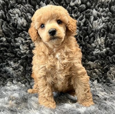 Kc reg toy poodle pups