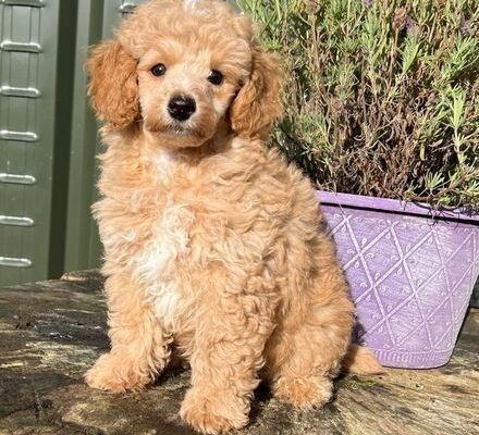 Kc reg toy poodle pups