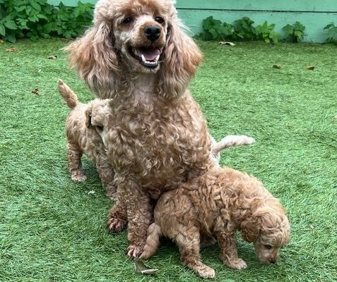 Kc reg toy poodle pups