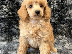 Kc reg toy poodle pups