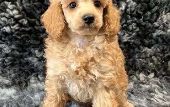 Kc reg toy poodle pups