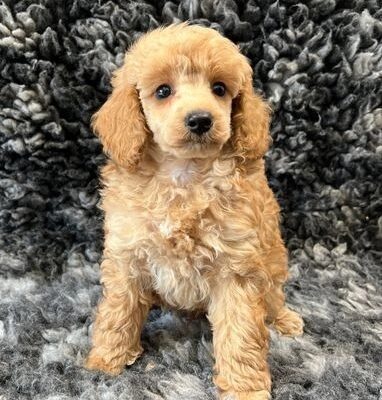 Kc reg toy poodle pups