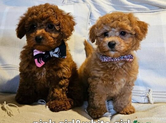 Toy poodle X F1b Cotonpoo/Cotonoodle, red/apricot,