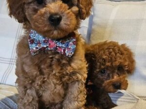 Toy poodle X F1b Cotonpoo/Cotonoodle, red/apricot,
