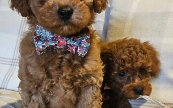 Toy poodle X F1b Cotonpoo/Cotonoodle, red/apricot,