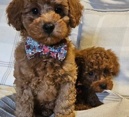 Toy poodle X F1b Cotonpoo/Cotonoodle, red/apricot,