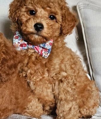 Toy poodle X F1b Cotonpoo/Cotonoodle, red/apricot,