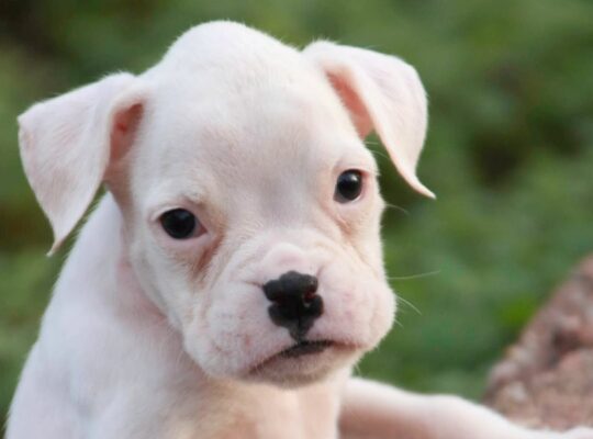 Bailey