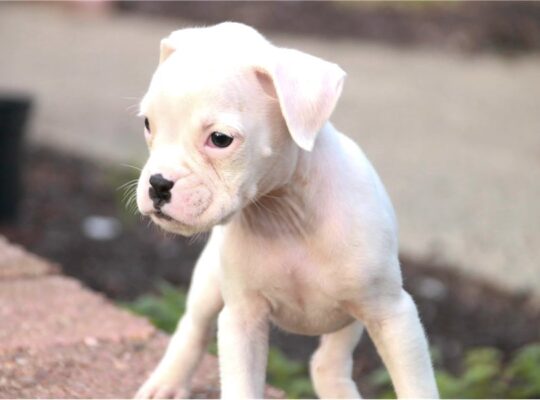 Bailey