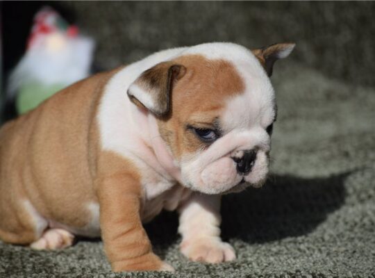 Percy