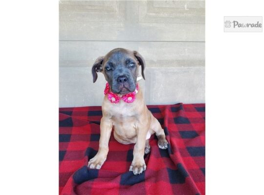 Clarabelle