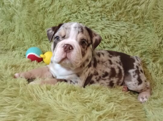 Mattie