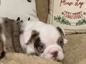Stella