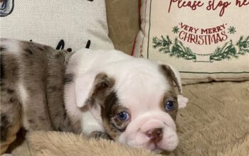 Stella