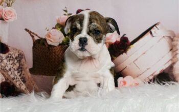Vera