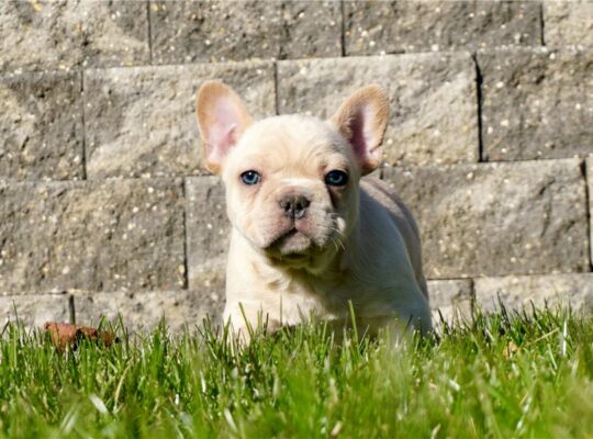 Hershel