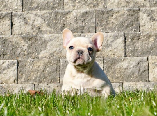 Hershel