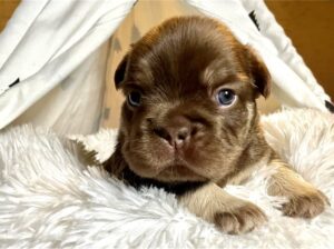 Walter