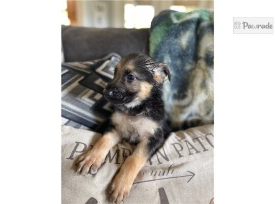 Nova