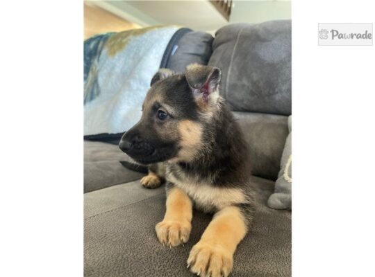 Nova