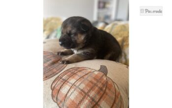 Nova