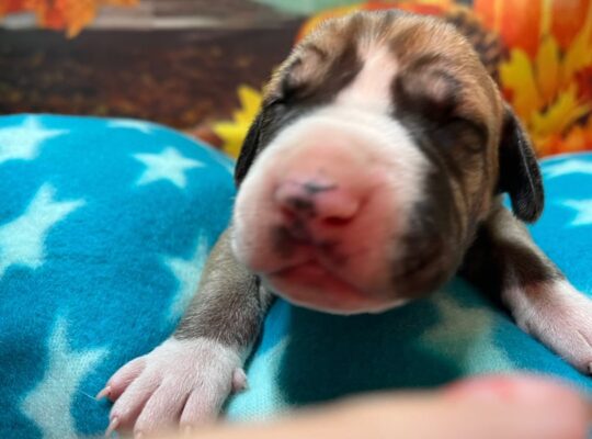 Asher
