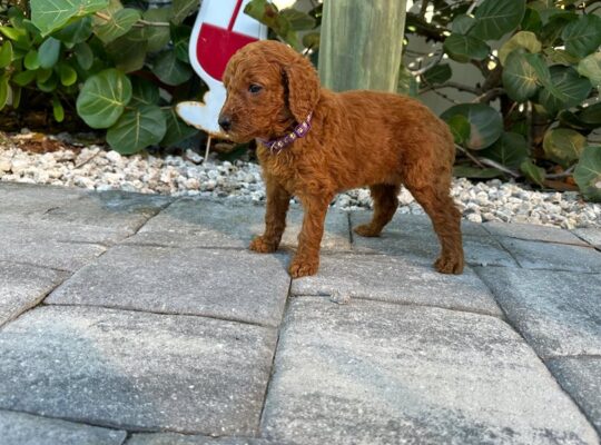 Ellie