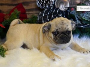 Wilbur