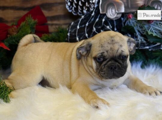 Wilbur