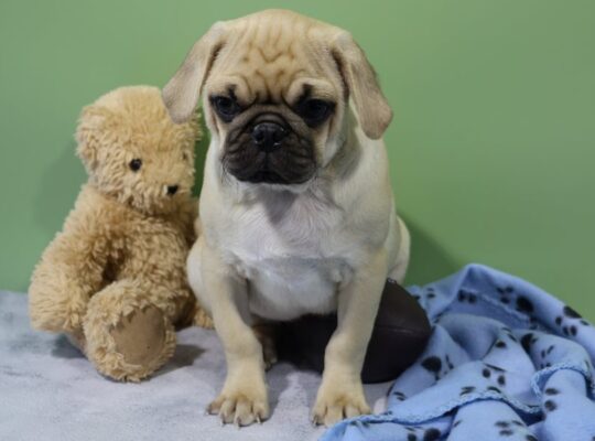 Atticus