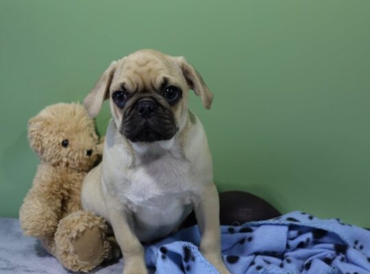 Atticus