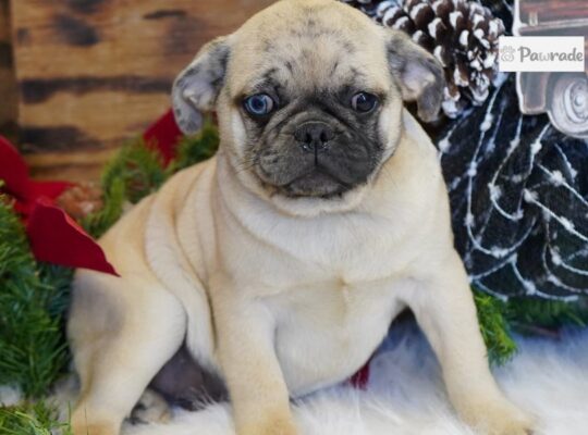 Wilbur