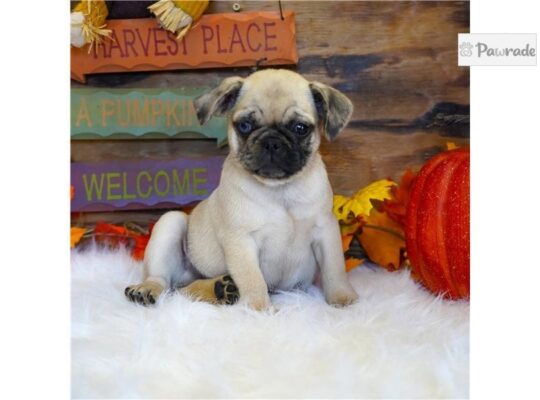 Wilbur