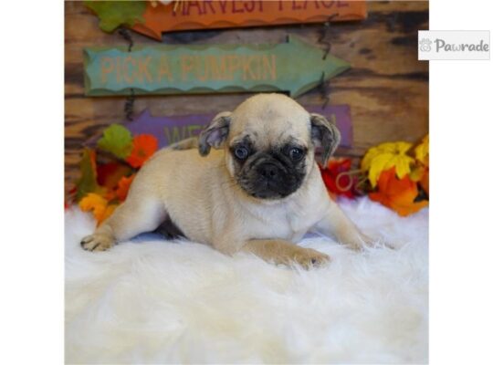 Wilbur