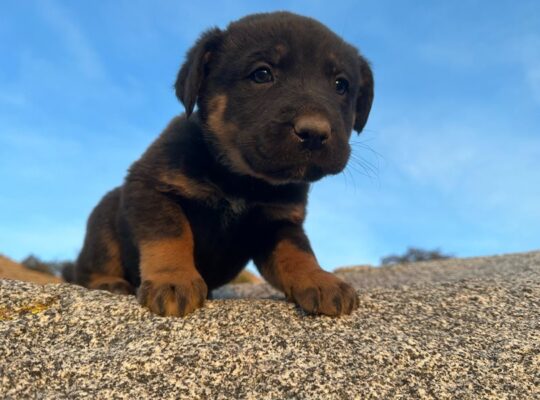 Astrid
