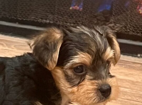 Bo