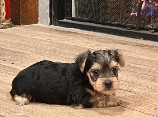 Bo