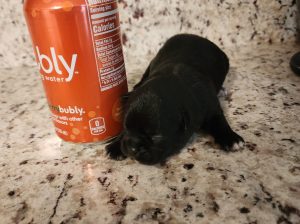 Tiny tcup chihuahua