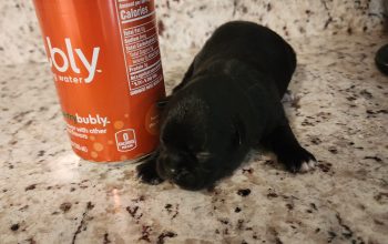 Tiny tcup chihuahua