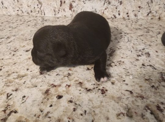 Tiny tcup chihuahua