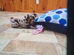 Tiny micro tcup chihuahua