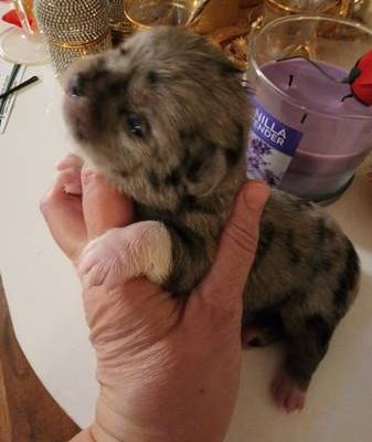 Tiny micro tcup Chihuahua
