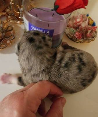 Tiny micro tcup Chihuahua