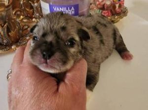 Tiny micro tcup Chihuahua