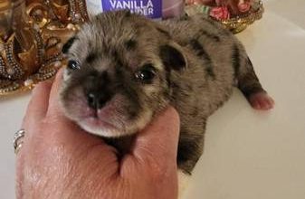 Tiny micro tcup Chihuahua