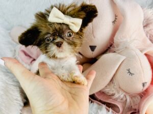 Tiny t-cup 1 pound female shitzu 8 weks old