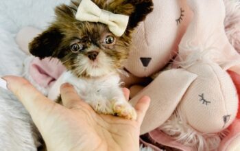 Tiny t-cup 1 pound female shitzu 8 weks old
