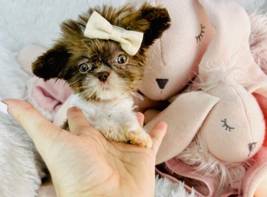 Tiny t-cup 1 pound female shitzu 8 weks old