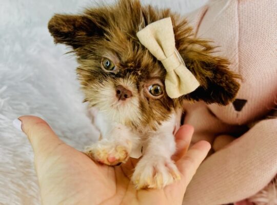 Tiny t-cup 1 pound female shitzu 8 weks old