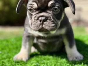 Compact Male French Bulldog – Well-Started, Sweet